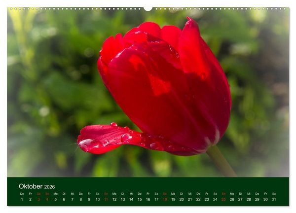 Produktbild: Blumen und Bl&uuml;ten (hochwertiger Premium Wandkalender 2026 DIN A2 quer), Kunstdruck in Hochglanz
