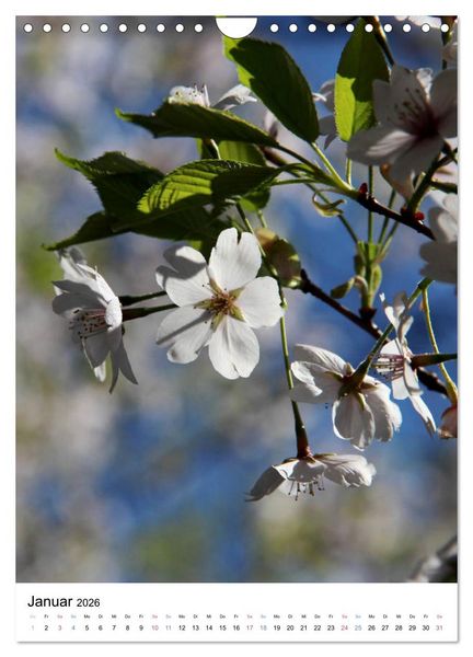 Produktbild: Japan - Kirschbl&uuml;ten (Wandkalender 2026 DIN A4 hoch), CALVENDO Monatskalender