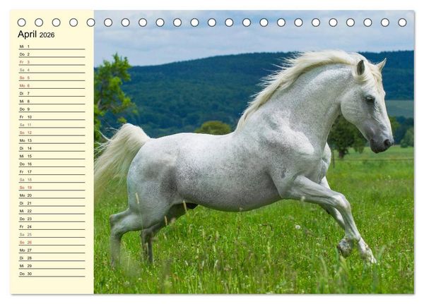 Produktbild: Traumpferd Lipizzaner (Tischkalender 2026 DIN A5 quer), CALVENDO Monatskalender