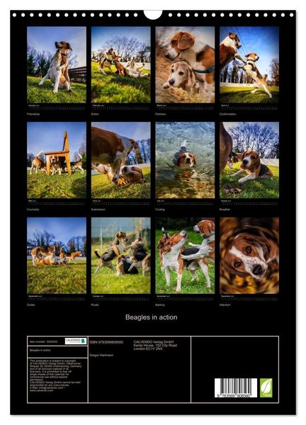 Produktbild: Beagles in action (Wall Calendar 2027 DIN A3 portrait), CALVENDO 12 Month Wall Calendar