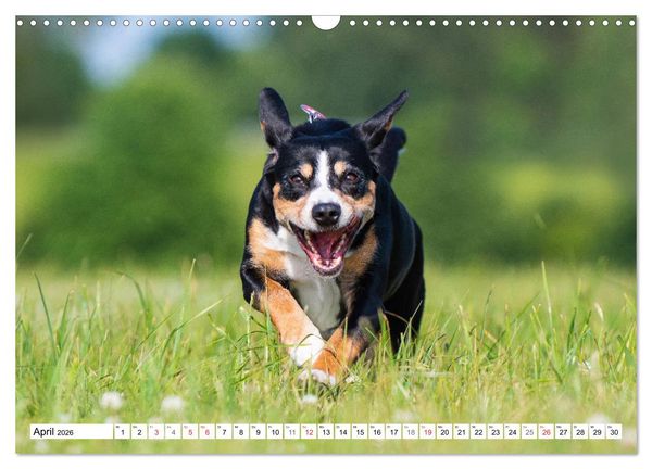 Produktbild: Schweizer Sennenhunde - die Hunde aus den Schweizer Alpen (Wandkalender 2026 DIN A3 quer), CALVENDO Monatskalender