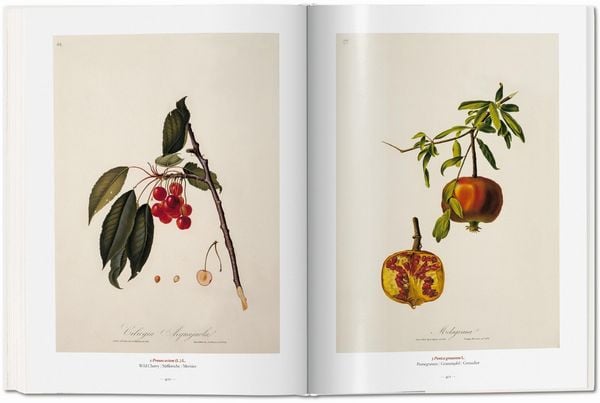Produktbild: A Garden Eden. Masterpieces of Botanical Illustration