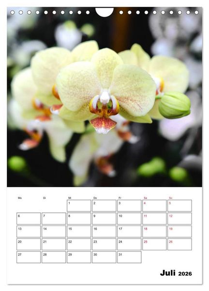Produktbild: Orchideen - Tropische Sch&ouml;nheiten (Wandkalender 2026 DIN A4 hoch), CALVENDO Monatskalender