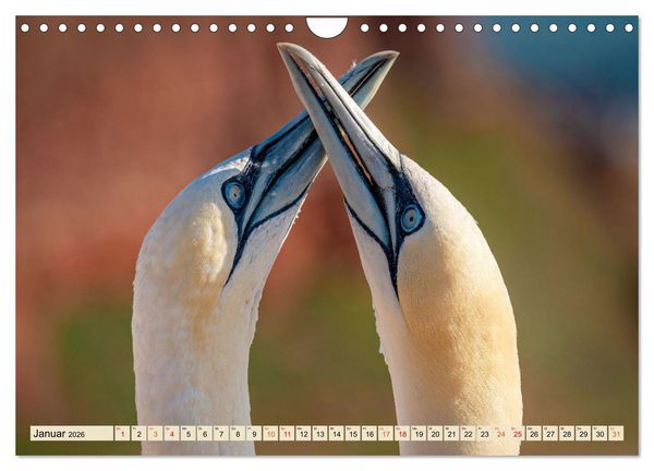 Produktbild: Unsere Vogelvielfalt: Ein Schatz zum Entdecken und Sch&uuml;tzen (Wandkalender 2026 DIN A4 quer), CALVENDO Monatskalender