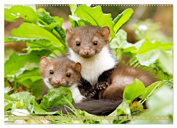 Produktbild: Wildtiere des Waldes: Hier wird der Mythos Wald lebendig (Wandkalender 2026 DIN A2 quer), CALVENDO Monatskalender