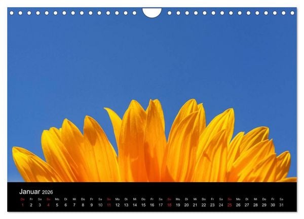 Produktbild: Sonnenblumen (Wandkalender 2026 DIN A4 quer), CALVENDO Monatskalender