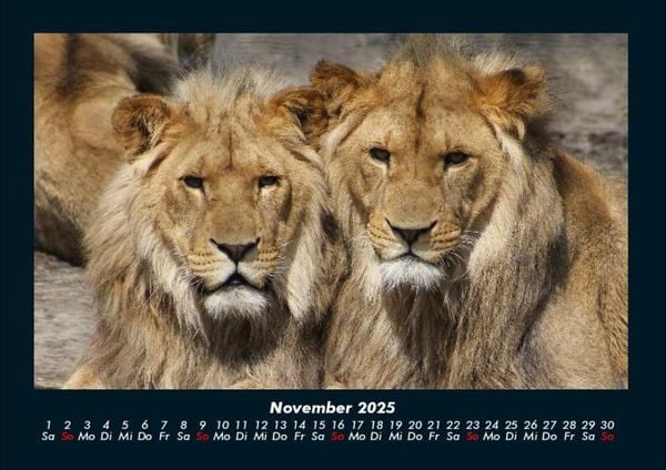 Produktbild: Tierkalender 2025 Fotokalender DIN A4