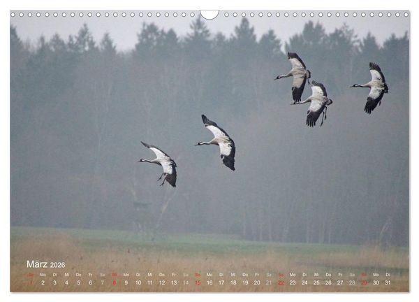 Produktbild: Anblicke und Ausblicke auf Fischland Dar&szlig; (Wandkalender 2026 DIN A3 quer), CALVENDO Monatskalender