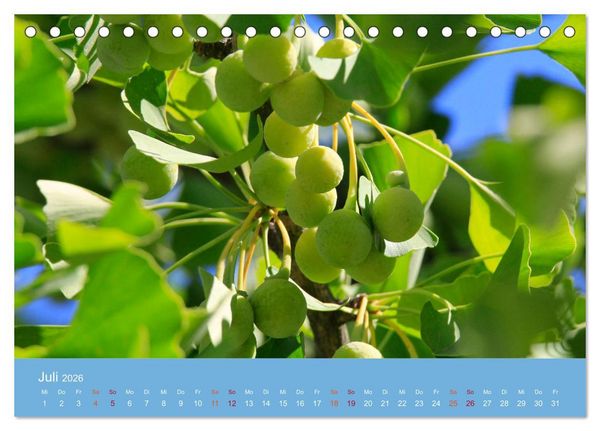 Produktbild: Geliebter Ginkgo (Tischkalender 2026 DIN A5 quer), CALVENDO Monatskalender