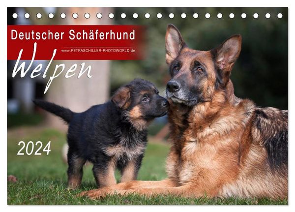 Deutscher Schäferhund - Welpen / CH-Version (Tischkalender 2024 DIN A5 quer), CALVENDO Monatskalender