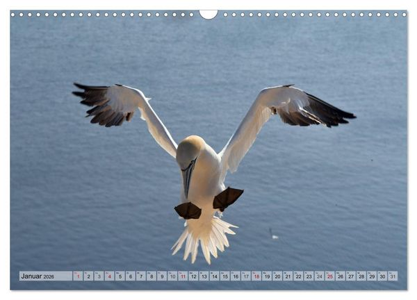 Produktbild: Sch&ouml;ne Insel Helgoland (Wandkalender 2026 DIN A3 quer), CALVENDO Monatskalender