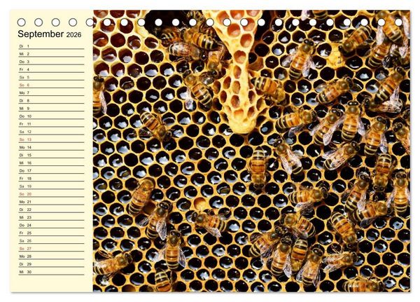 Produktbild: Flei&szlig;ige Bienen. Von der Bl&uuml;te bis zum Honig (Tischkalender 2026 DIN A5 quer), CALVENDO Monatskalender