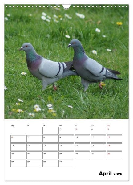 Produktbild: Tauben Terminplaner (Wandkalender 2026 DIN A3 hoch), CALVENDO Monatskalender