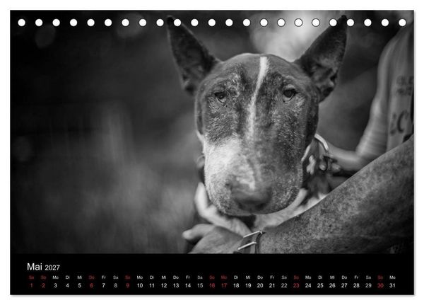 Produktbild: Bullterrier (Tischkalender 2027 DIN A5 quer), CALVENDO Monatskalender