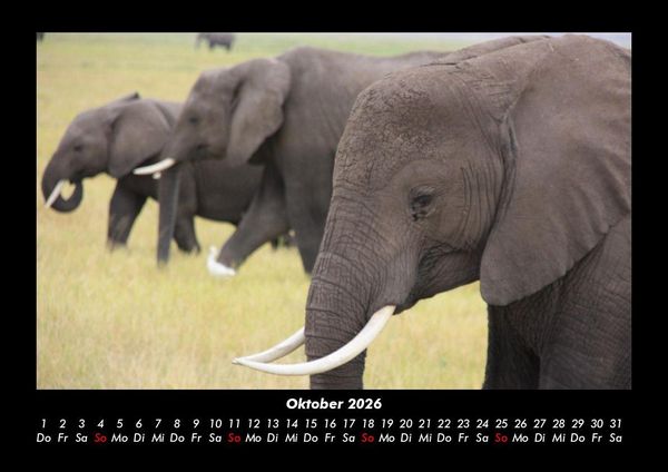 Produktbild: Elefanten - Die sanften Riesen Afrikas 2026 Fotokalender DIN A3