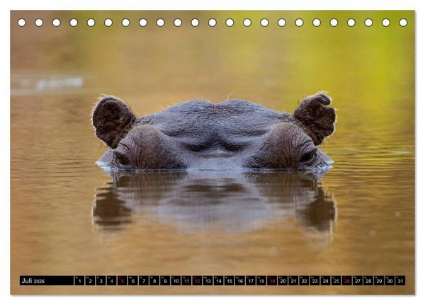 Produktbild: Safari durch das S&uuml;dliche Afrika (Tischkalender 2026 DIN A5 quer), CALVENDO Monatskalender