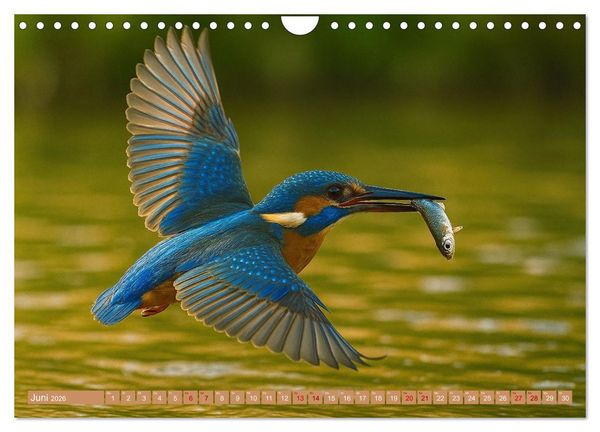 Produktbild: Eisvogeltr&auml;ume am Wasser (Wandkalender 2026 DIN A4 quer), CALVENDO Monatskalender