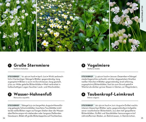 Produktbild: Basic Blumen