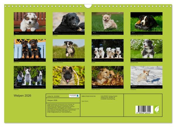 Produktbild: Welpen 2026 (Wandkalender 2026 DIN A3 quer), CALVENDO Monatskalender