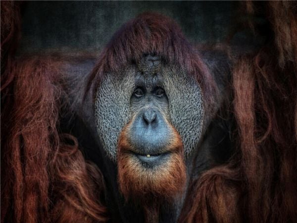 CALVENDO Puzzle Orang-Utan 1000 Teile Lege-Größe 640 x 480 cm Foto-Puzzle Bild von Antje Wenner-Braun