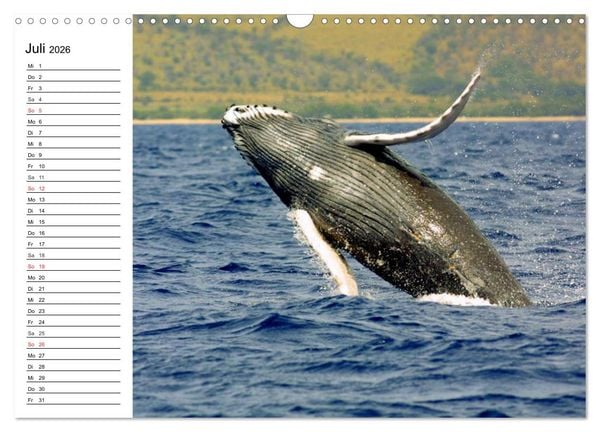 Produktbild: Wale. Kolosse der Meere (Wandkalender 2026 DIN A3 quer), CALVENDO Monatskalender