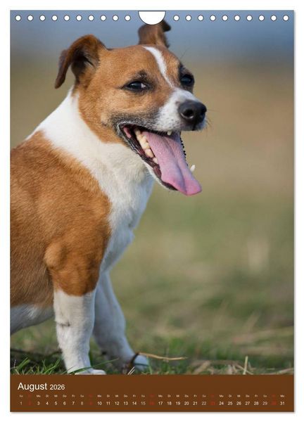 Produktbild: Jack Russell Terrier (Wandkalender 2026 DIN A4 hoch), CALVENDO Monatskalender
