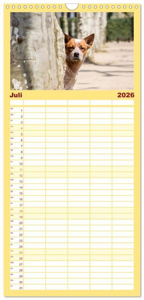 Produktbild: Familienplaner 2026 - Australian Cattle Dogs zwischen Kunst und Kultur mit 5 Spalten (Wandkalender, 21 x 45 cm) CALVENDO