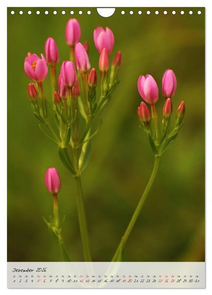 Produktbild: Florale Meisterwerke der Natur (Wandkalender 2026 DIN A4 hoch), CALVENDO Monatskalender