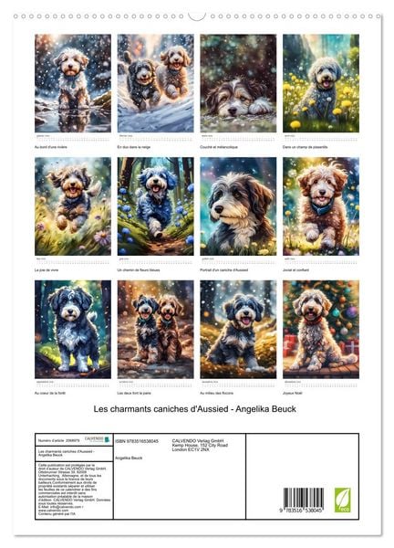 Produktbild: Les charmants caniches d'Aussied - Angelika Beuck (Calendrier mural 2026 DIN A2 horizontal) calendrier de bureau