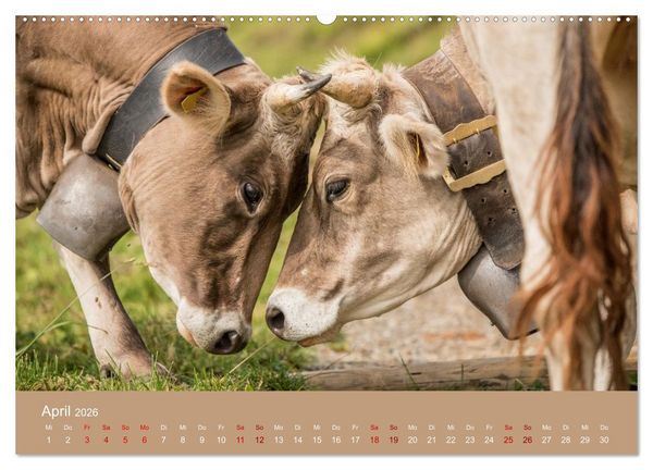 Produktbild: Allg&auml;uer Rindvieh 2026 (hochwertiger Premium Wandkalender 2026 DIN A2 quer), Kunstdruck in Hochglanz