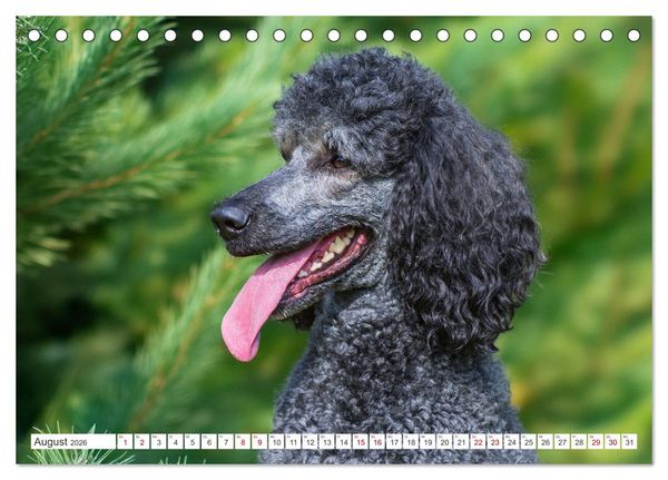 Produktbild: Pudel - Gl&uuml;ck auf vier Pfoten (Tischkalender 2026 DIN A5 quer), CALVENDO Monatskalender