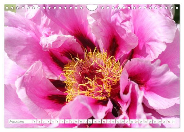 Produktbild: Pfingstrosenbl&uuml;ten (Wandkalender 2026 DIN A4 quer), CALVENDO Monatskalender