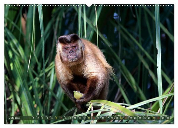 Produktbild: Tierparadies Pantanal (hochwertiger Premium Wandkalender 2026 DIN A2 quer), Kunstdruck in Hochglanz
