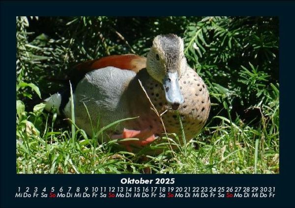 Produktbild: Welt der V&ouml;gel 2025 Fotokalender DIN A5