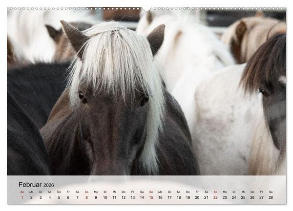 Produktbild: Pferde 2026 Kraft und Anmut (hochwertiger Premium Wandkalender 2026 DIN A2 quer), Kunstdruck in Hochglanz