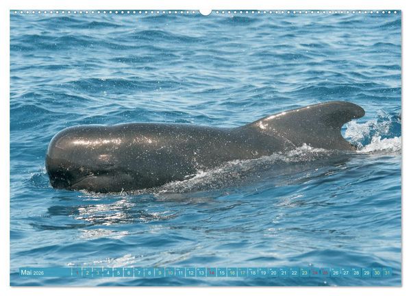 Produktbild: Wale: Giganten der Meere (hochwertiger Premium Wandkalender 2026 DIN A2 quer), Kunstdruck in Hochglanz