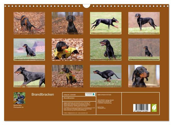 Produktbild: Brandlbracken (Wandkalender 2026 DIN A3 quer), CALVENDO Monatskalender