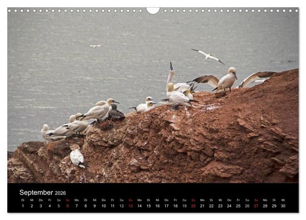 Produktbild: Helgoland - idyllische Nordseeinsel (Wandkalender 2026 DIN A3 quer), CALVENDO Monatskalender