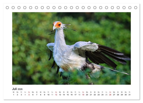 Produktbild: Zauberhaft und farbenfroh (Tischkalender 2026 DIN A5 quer), CALVENDO Monatskalender