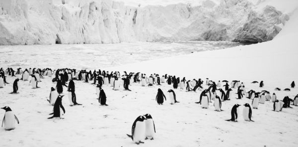 Produktbild: R&uuml;ckkehr zum Land der Pinguine
