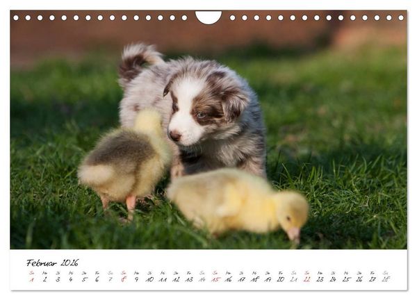 Produktbild: Aussie Welpen 2026 (Wandkalender 2026 DIN A4 quer), CALVENDO Monatskalender