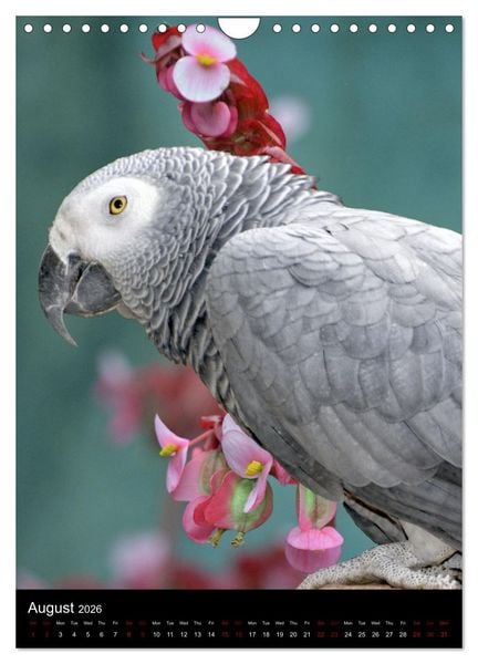 Produktbild: Fascinating parrots from all over the world (Wall Calendar 2026 DIN A4 portrait), CALVENDO 12 Month Wall Calendar