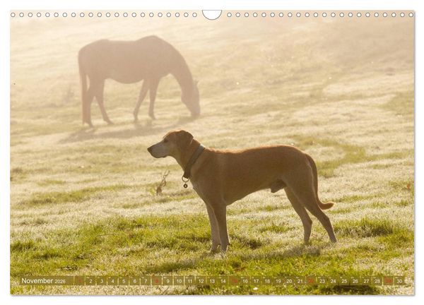 Produktbild: Pferd und Hund - Vierbeinige Freunde (Wandkalender 2026 DIN A3 quer), CALVENDO Monatskalender