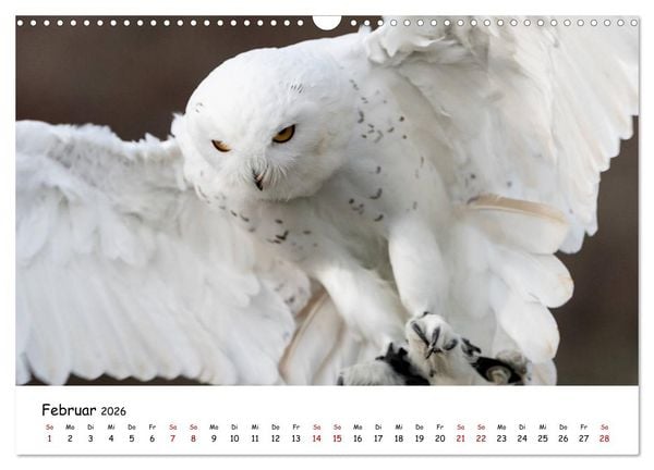 Produktbild: Eulen 2026 (Wandkalender 2026 DIN A3 quer), CALVENDO Monatskalender