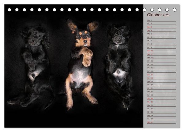 Produktbild: Englische Cocker Spaniel Welpen (Tischkalender 2026 DIN A5 quer), CALVENDO Monatskalender
