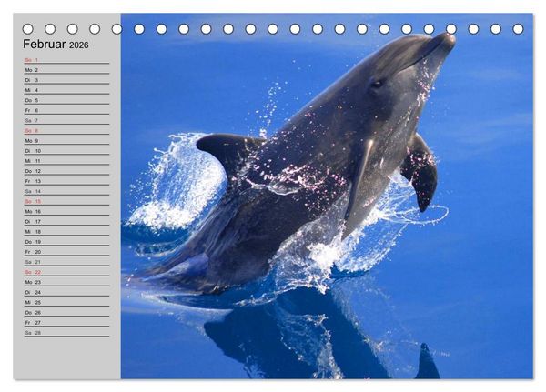 Produktbild: Delfine und Wale (Tischkalender 2026 DIN A5 quer), CALVENDO Monatskalender