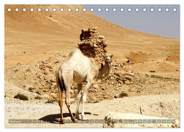 Produktbild: Palmyra - Historisches Syrien (Tischkalender 2026 DIN A5 quer), CALVENDO Monatskalender