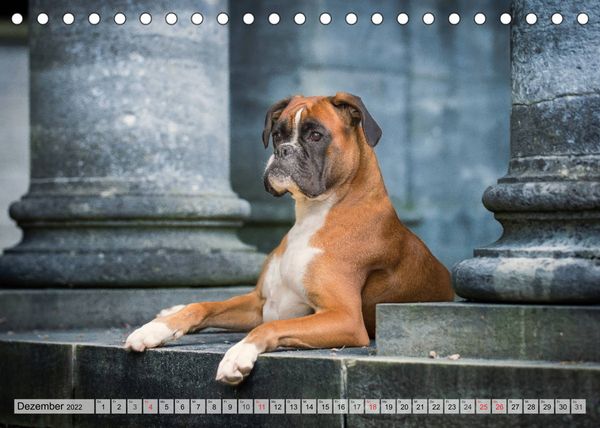 Produktbild: Boxerh&uuml;ndin Paula and Friends (Tischkalender 2022 DIN A5 quer)