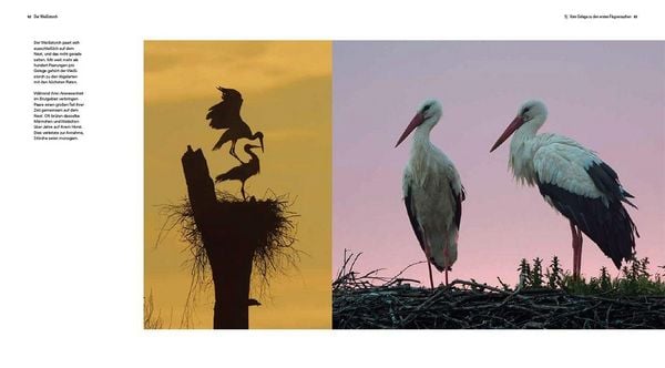 Produktbild: Der Wei&szlig;storch