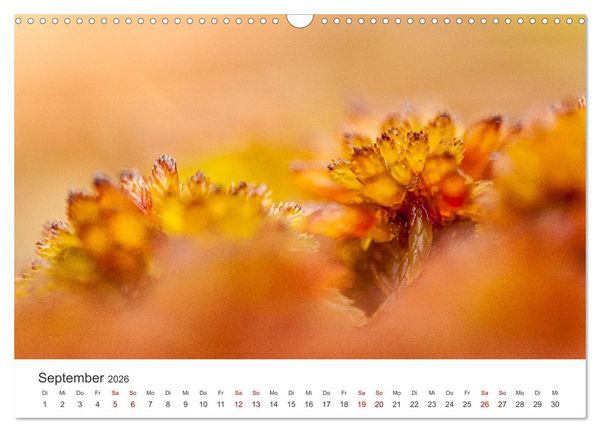 Produktbild: Naturjuwel Haspelmoor (Wandkalender 2026 DIN A3 quer), CALVENDO Monatskalender